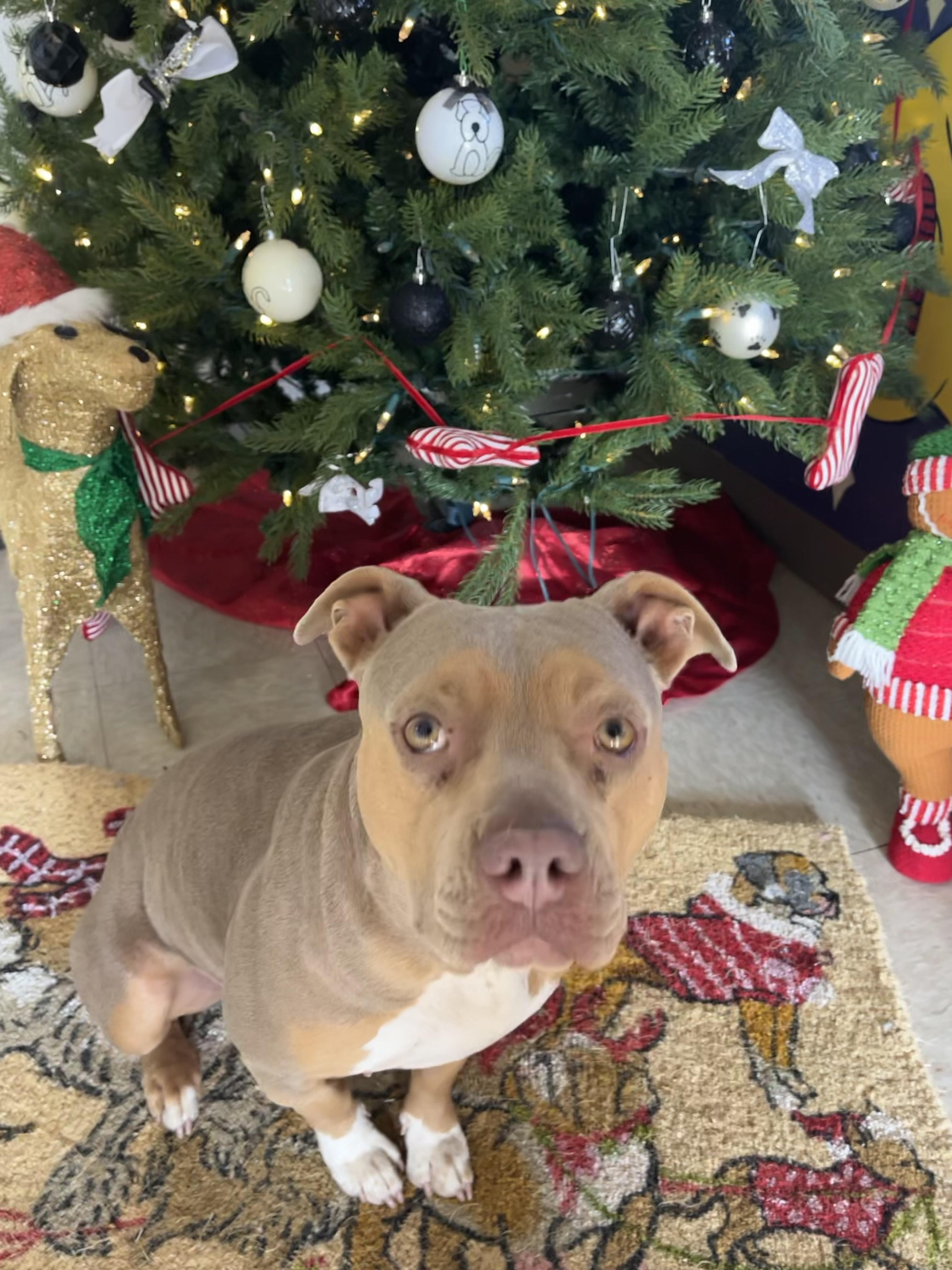 Enlarge Penny, a ADOPTABLE Mixed Breed in Chickasha, OK image 1/3