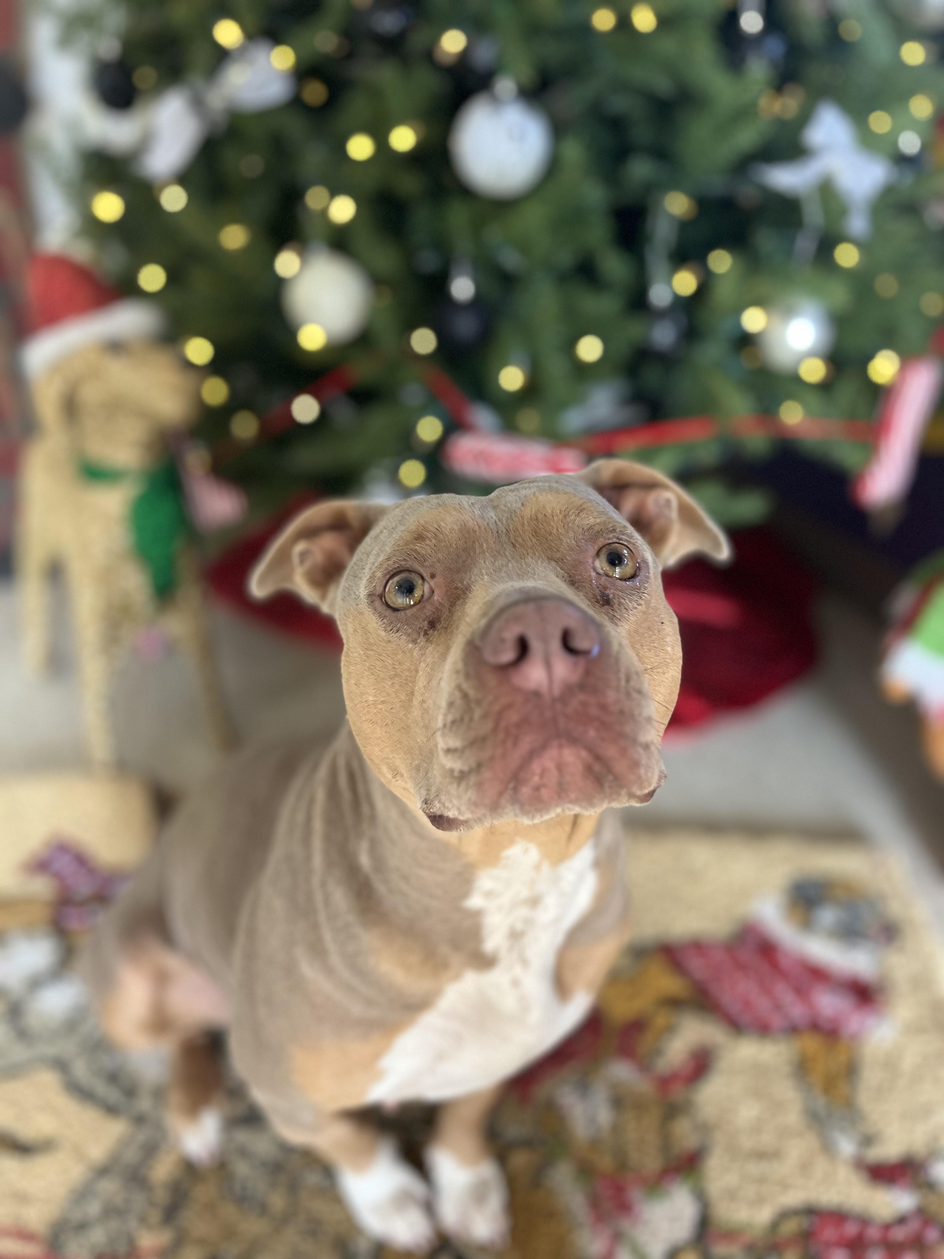 Enlarge Penny, a ADOPTABLE Mixed Breed in Chickasha, OK image 3/3