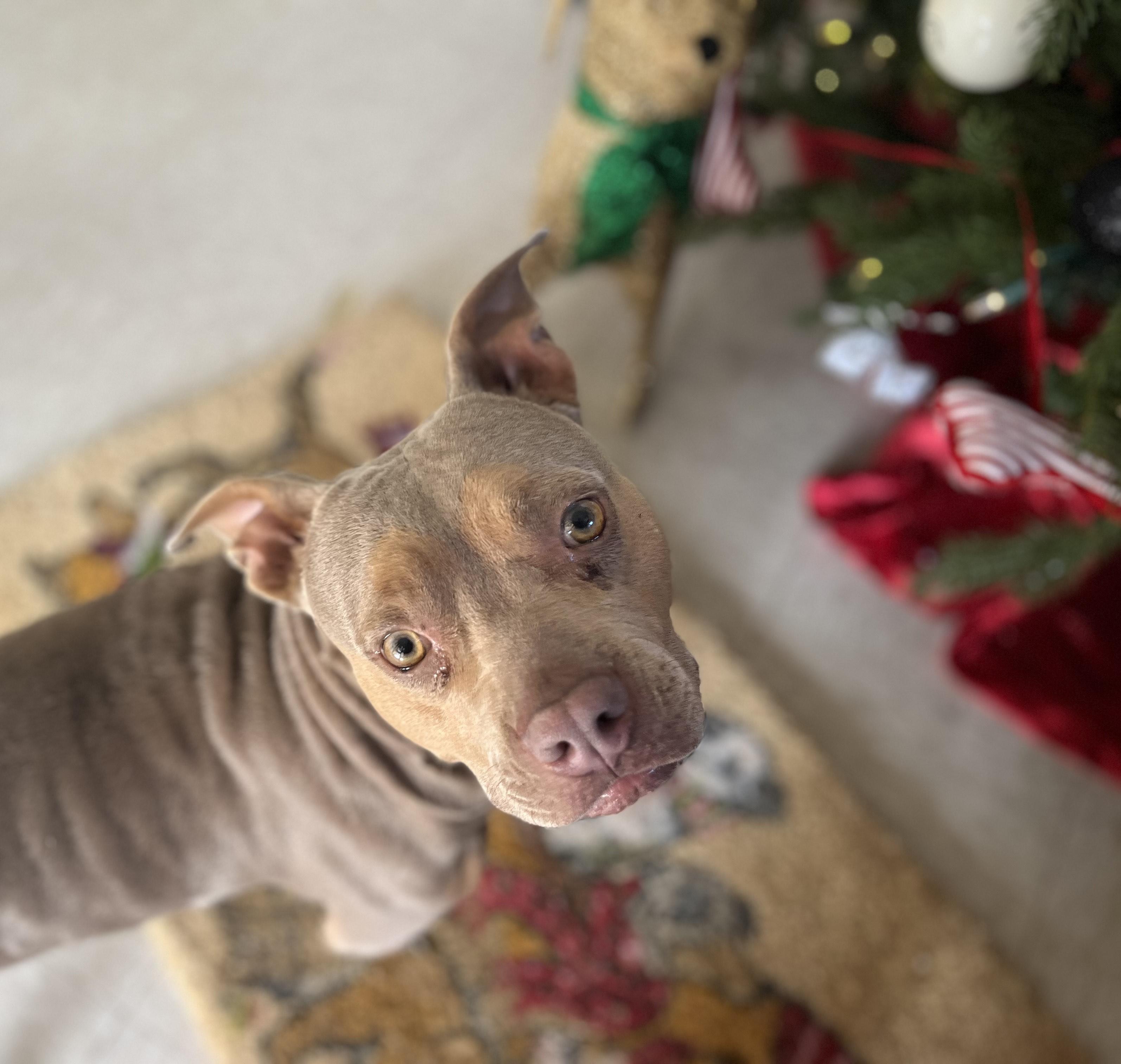 Enlarge Penny, a ADOPTABLE Mixed Breed in Chickasha, OK image 2/3