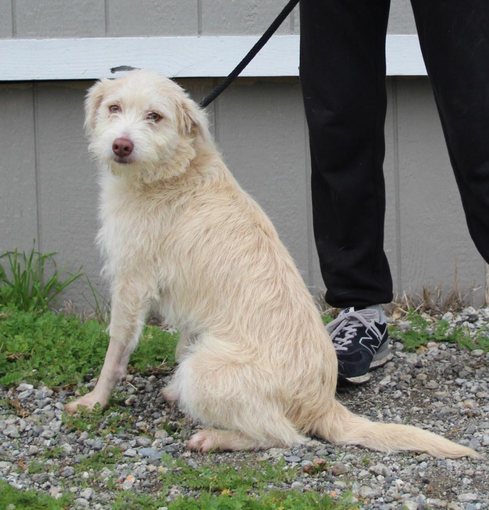 Enlarge Figgy, a Adoptable mixed breed in Vacaville, CA image 1/1