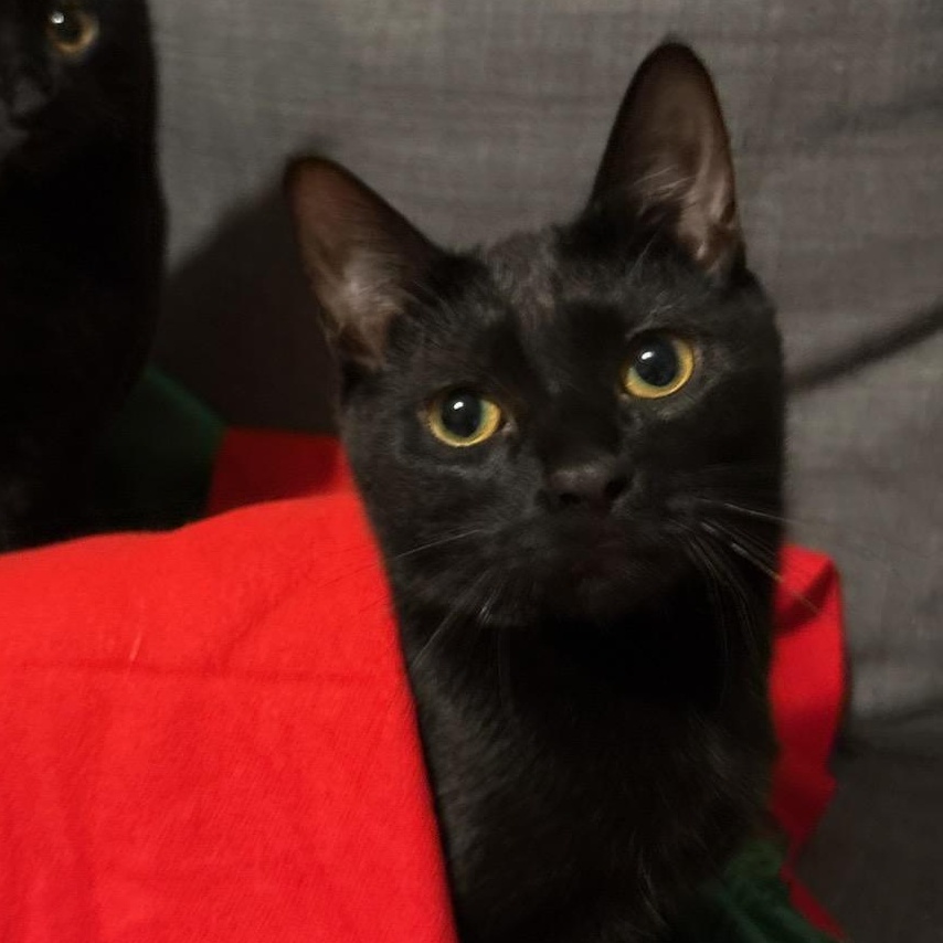 Astrid, a Adoptable Domestic Short Hair in Royal Oak, MI image 1/4