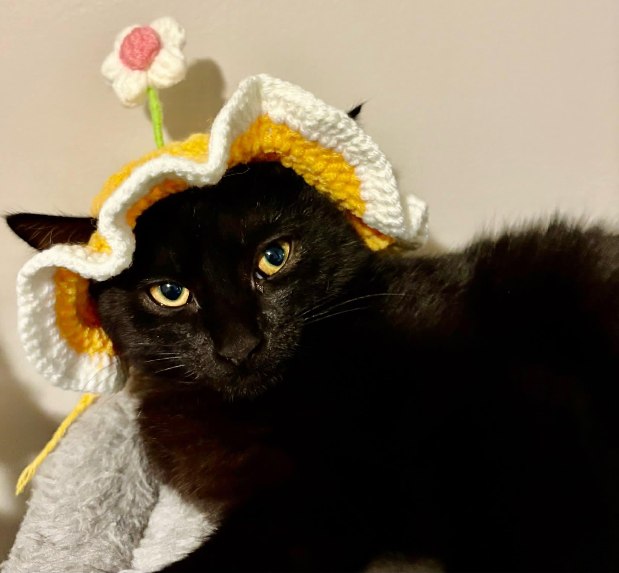Astrid, a Adoptable Domestic Short Hair in Royal Oak, MI image 4/4