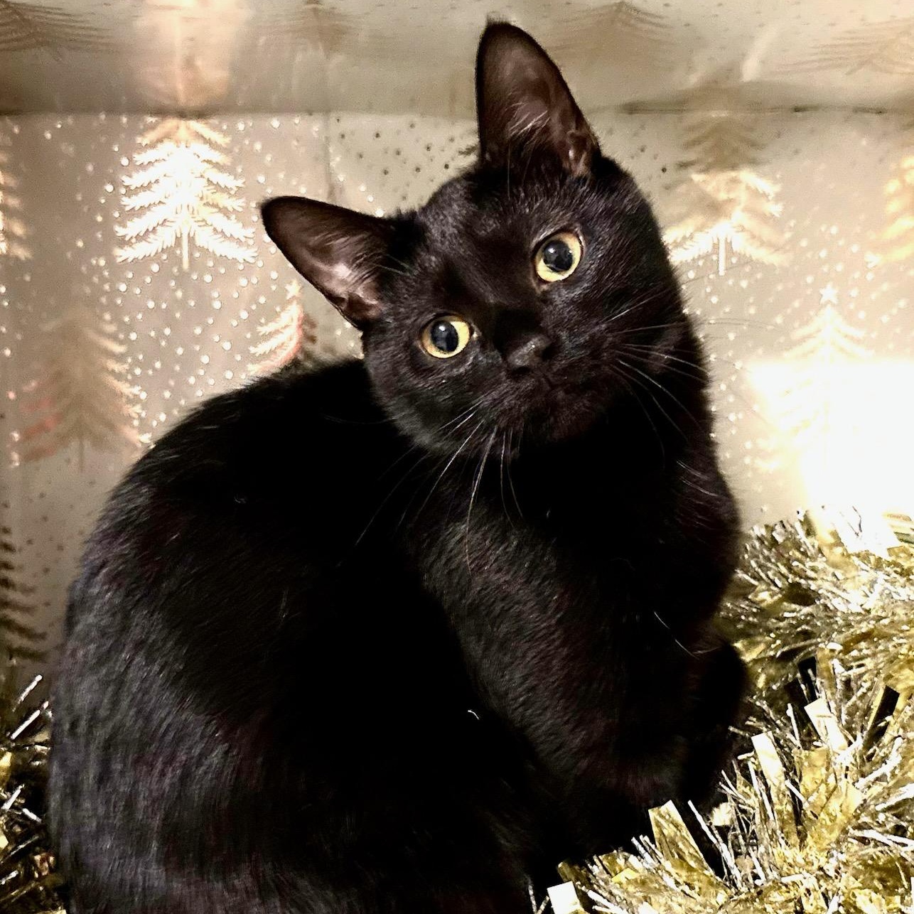 Astrid, a Adoptable Domestic Short Hair in Royal Oak, MI image 2/4