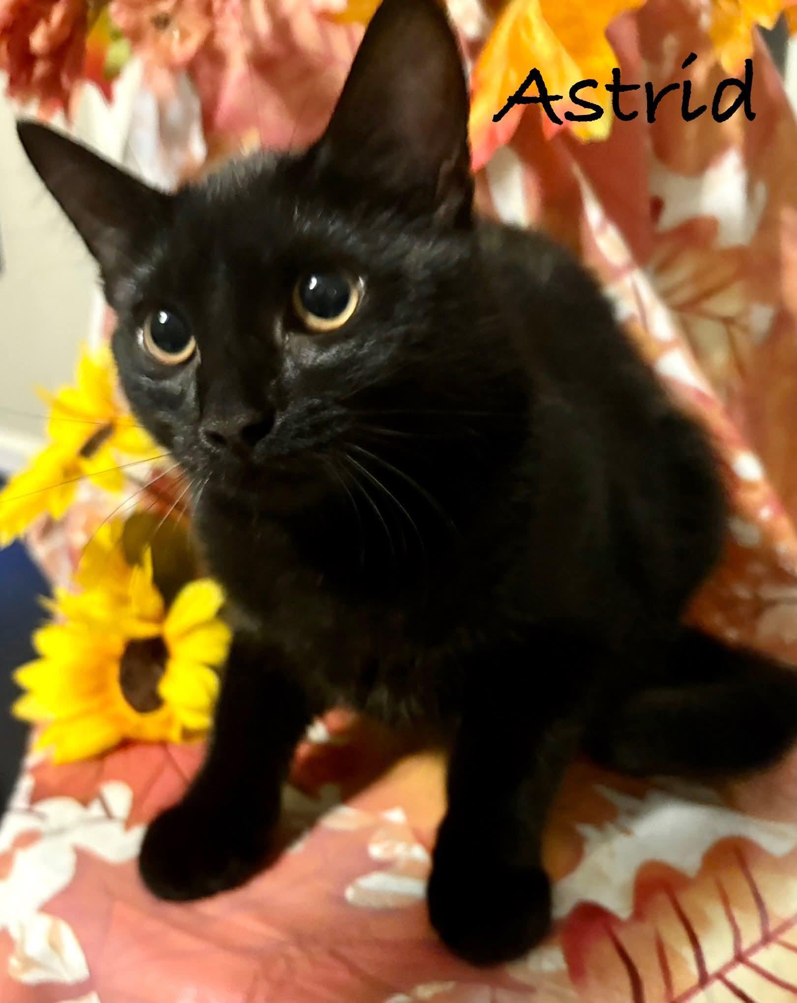Astrid, Adoptable, Young Female Domestic Short Hair.
