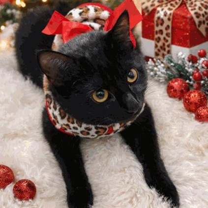 Enlarge Astrid, a Adoptable Domestic Short Hair in Royal Oak, MI image 5/5