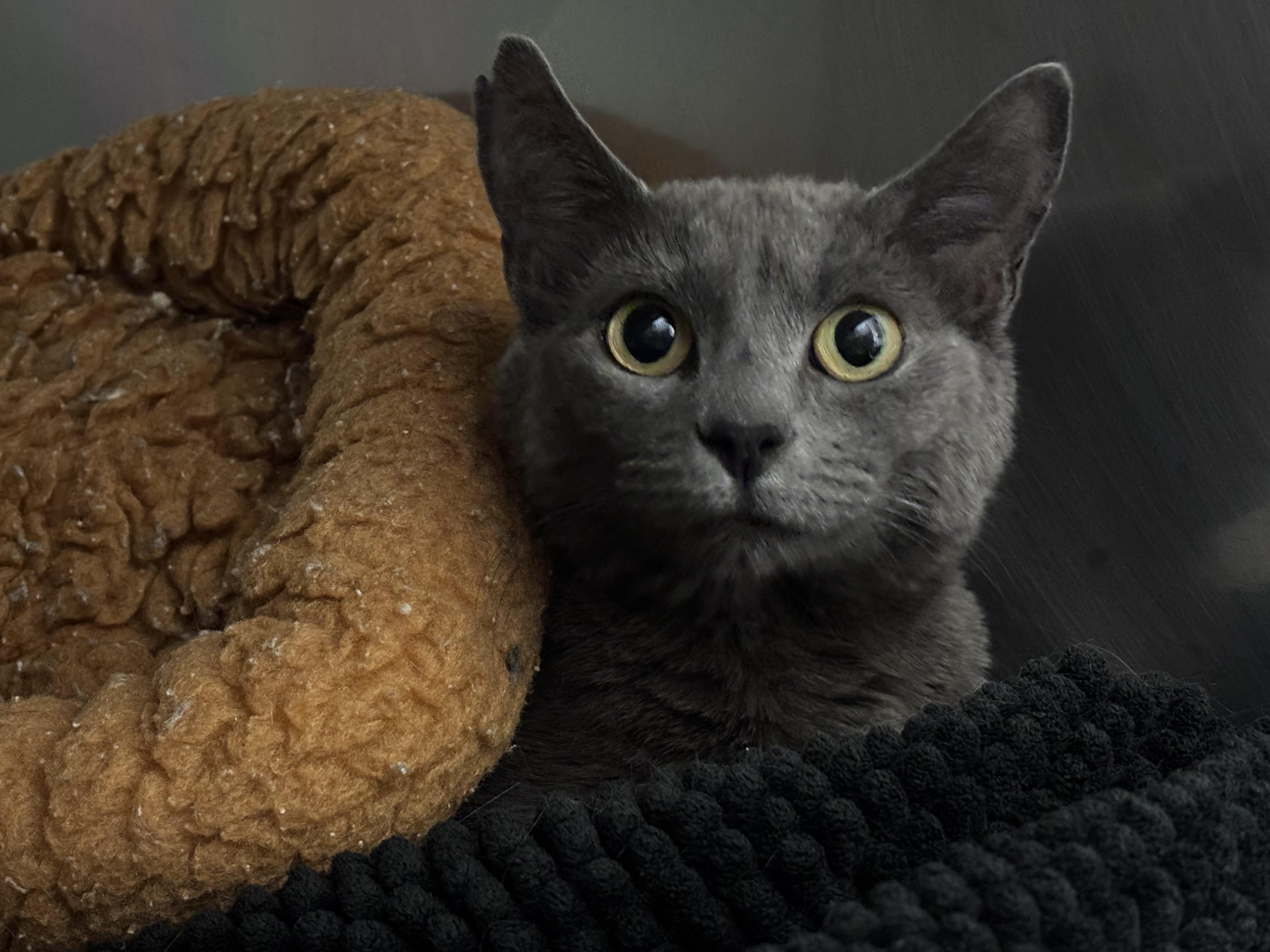 Holly, Adult Female Domestic Short Hair