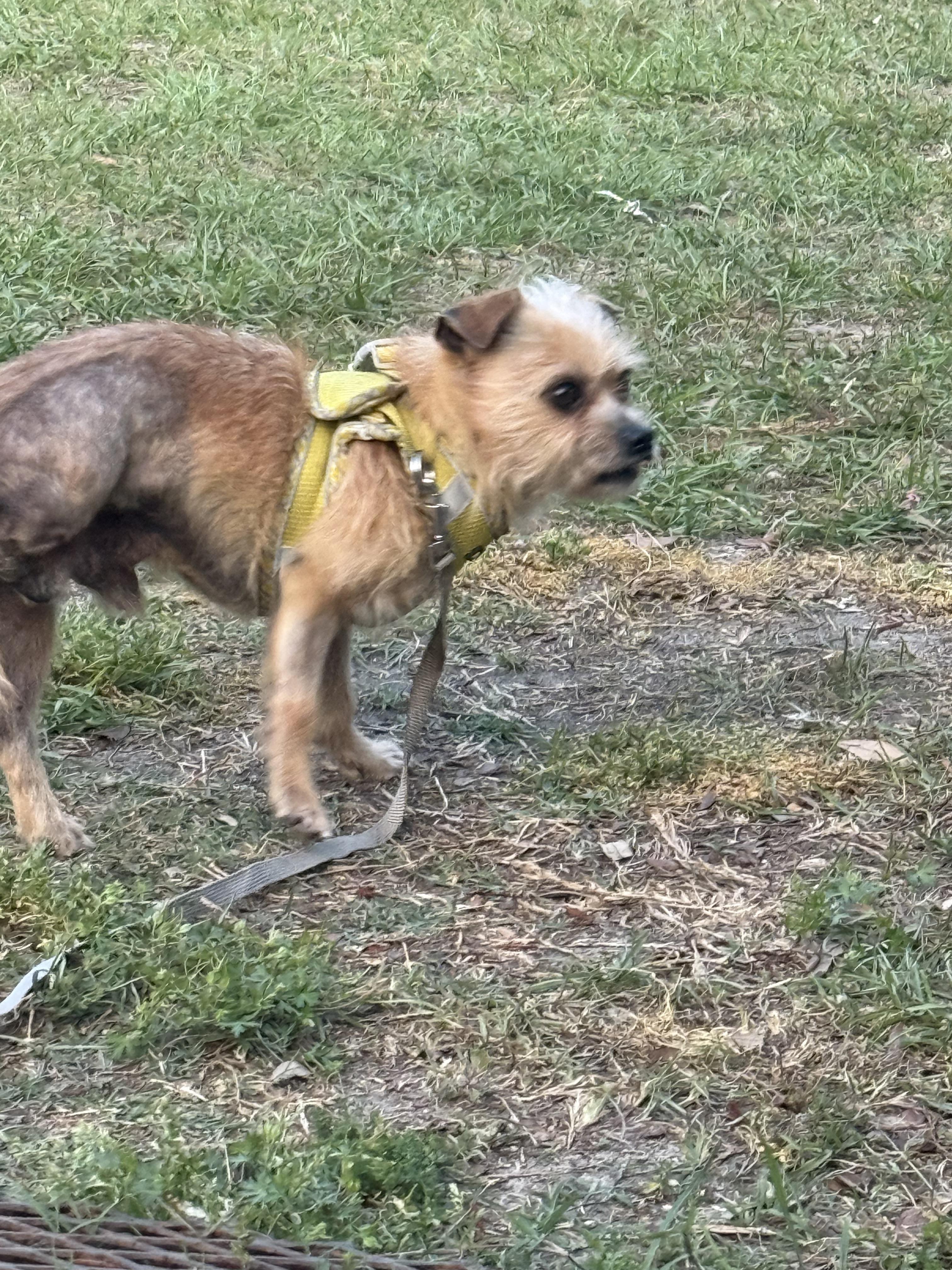 Enlarge Merlin, a ADOPTABLE mixed breed in Grand ridge, FL image 2/3