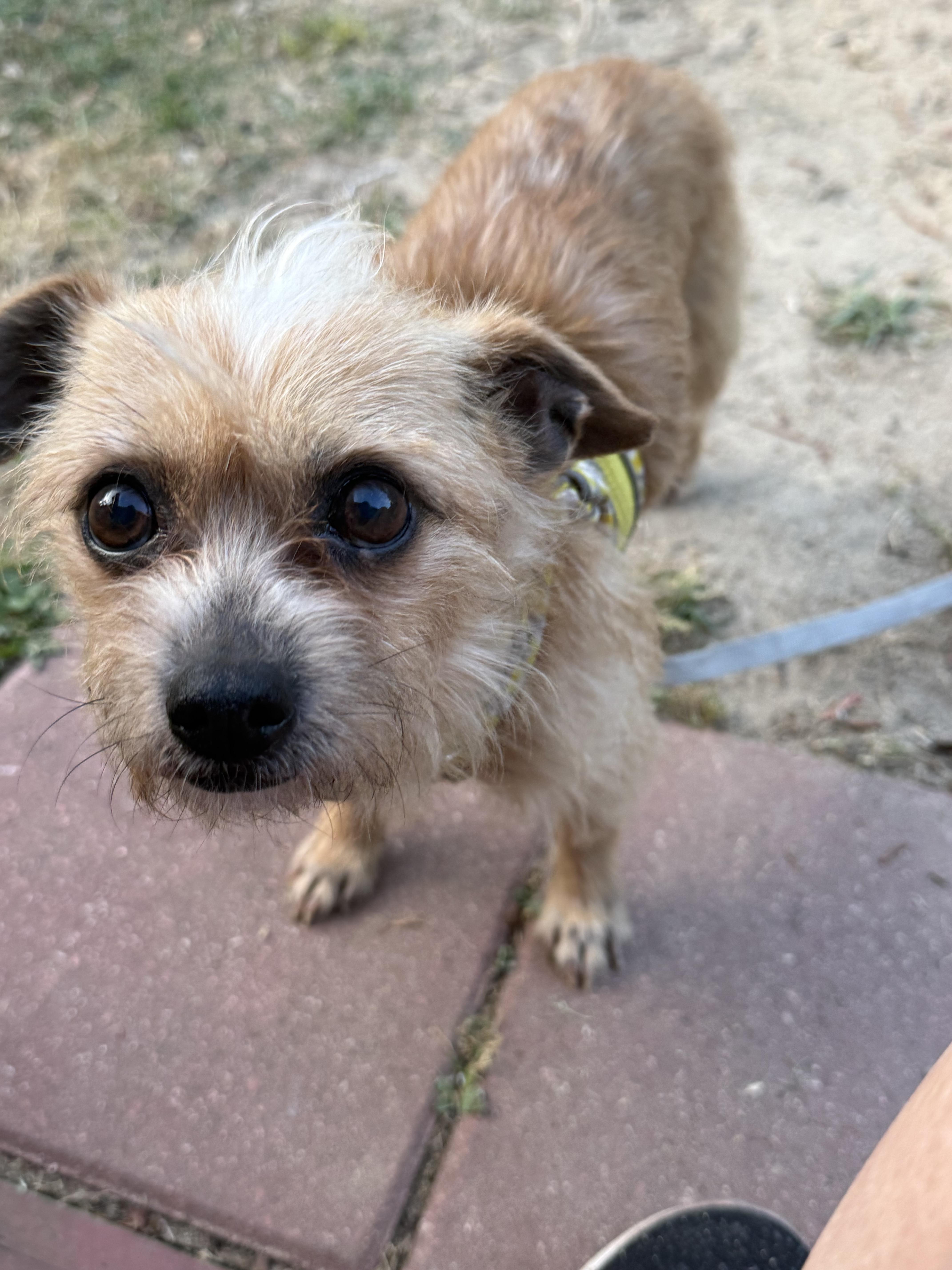 Merlin, ADOPTABLE, Adult Male Yorkshire Terrier & Chihuahua.