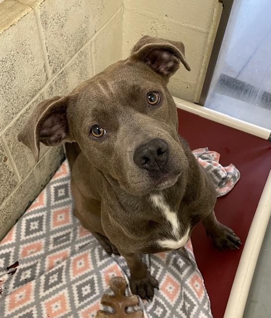 Olive, Adoptable, Young Female Pit Bull Terrier & Staffordshire Bull Terrier.