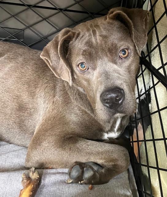 Olive, a Adoptable mixed breed in Heathsville, VA image 2/5