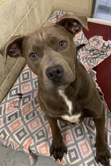 Olive, a Adoptable mixed breed in Heathsville, VA image 3/5