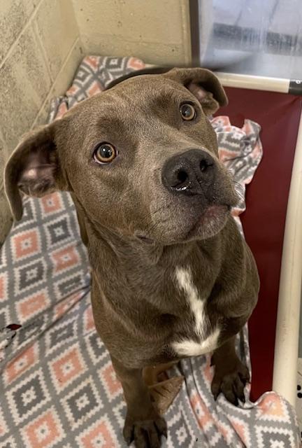 Olive, a Adoptable mixed breed in Heathsville, VA image 4/5