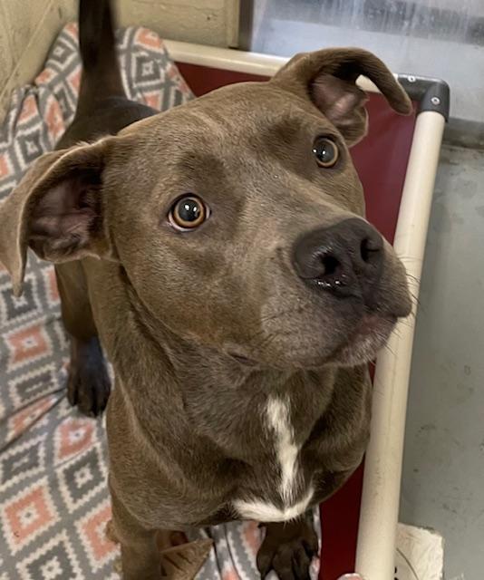 Olive, a Adoptable mixed breed in Heathsville, VA image 5/5