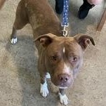 Angus Beef 60662463, ADOPTABLE, Young Male Pit Bull Terrier.