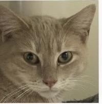 Enlarge Wumba (TubThumpers Litter), an adoptable mixed breed in Baltimore, MD image 1/1