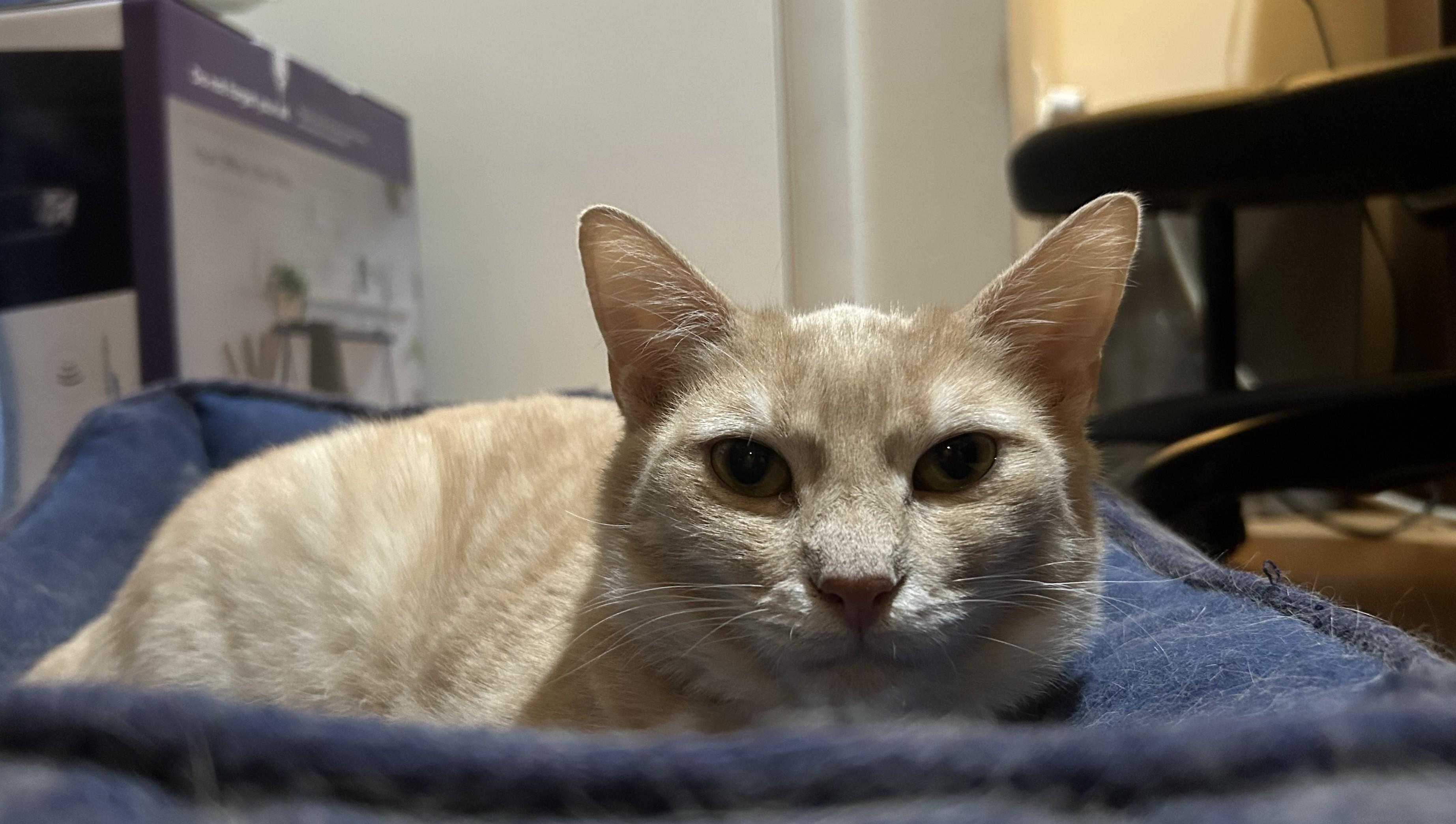 Enlarge Wumba (TubThumpers Litter), an adoptable mixed breed in Baltimore, MD image 1/1