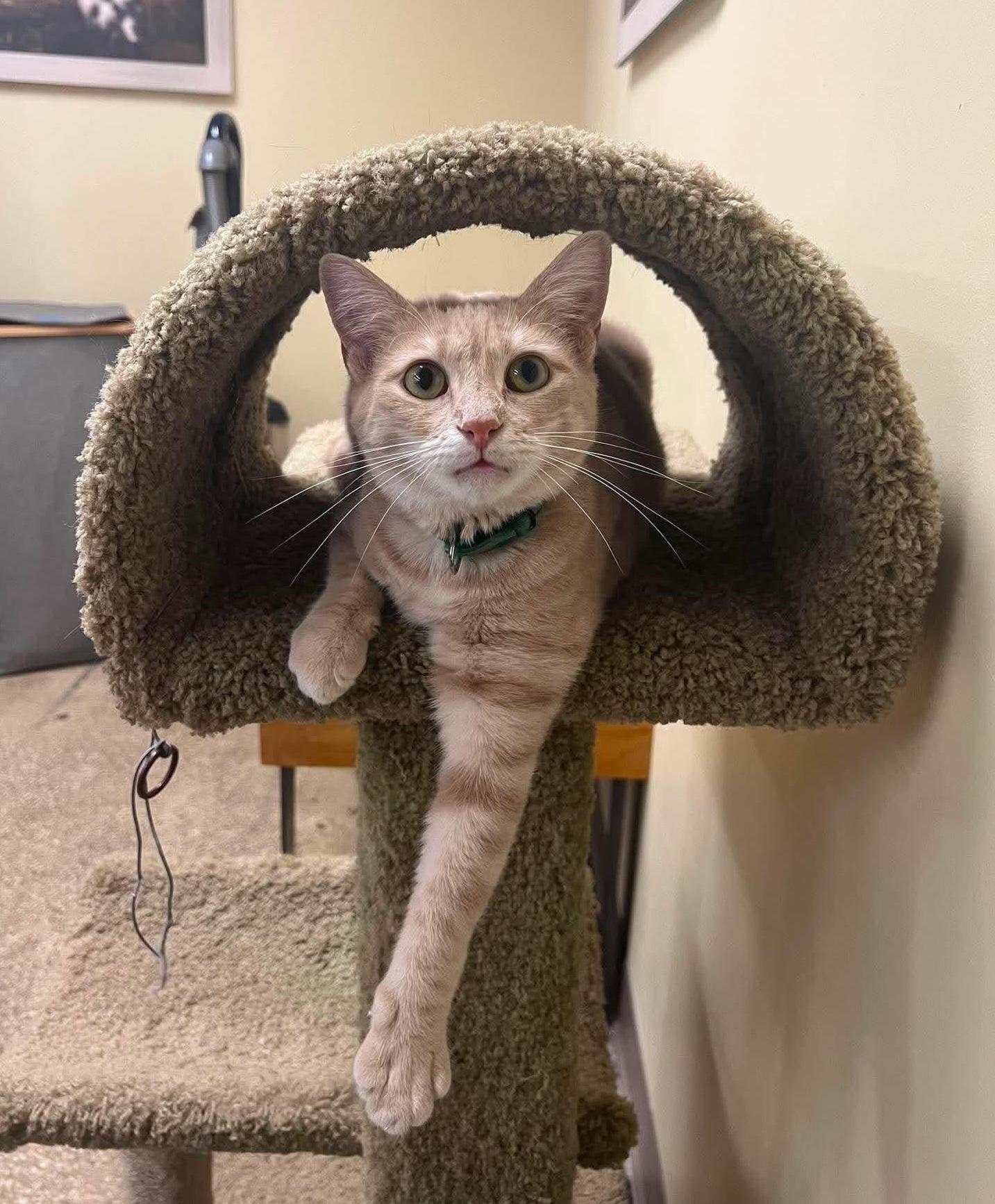 Enlarge Wumba (TubThumpers Litter), an adoptable mixed breed in Baltimore, MD image 1/3