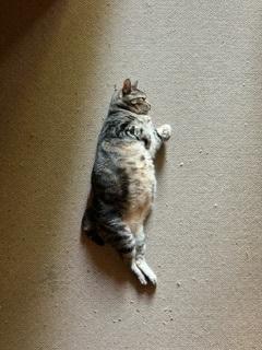 Geeto, an adopted Domestic Short Hair in Springdale, AR image 3/3