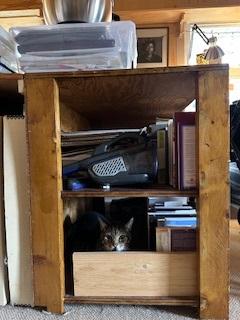 Geeto, an adopted Domestic Short Hair in Springdale, AR image 2/3