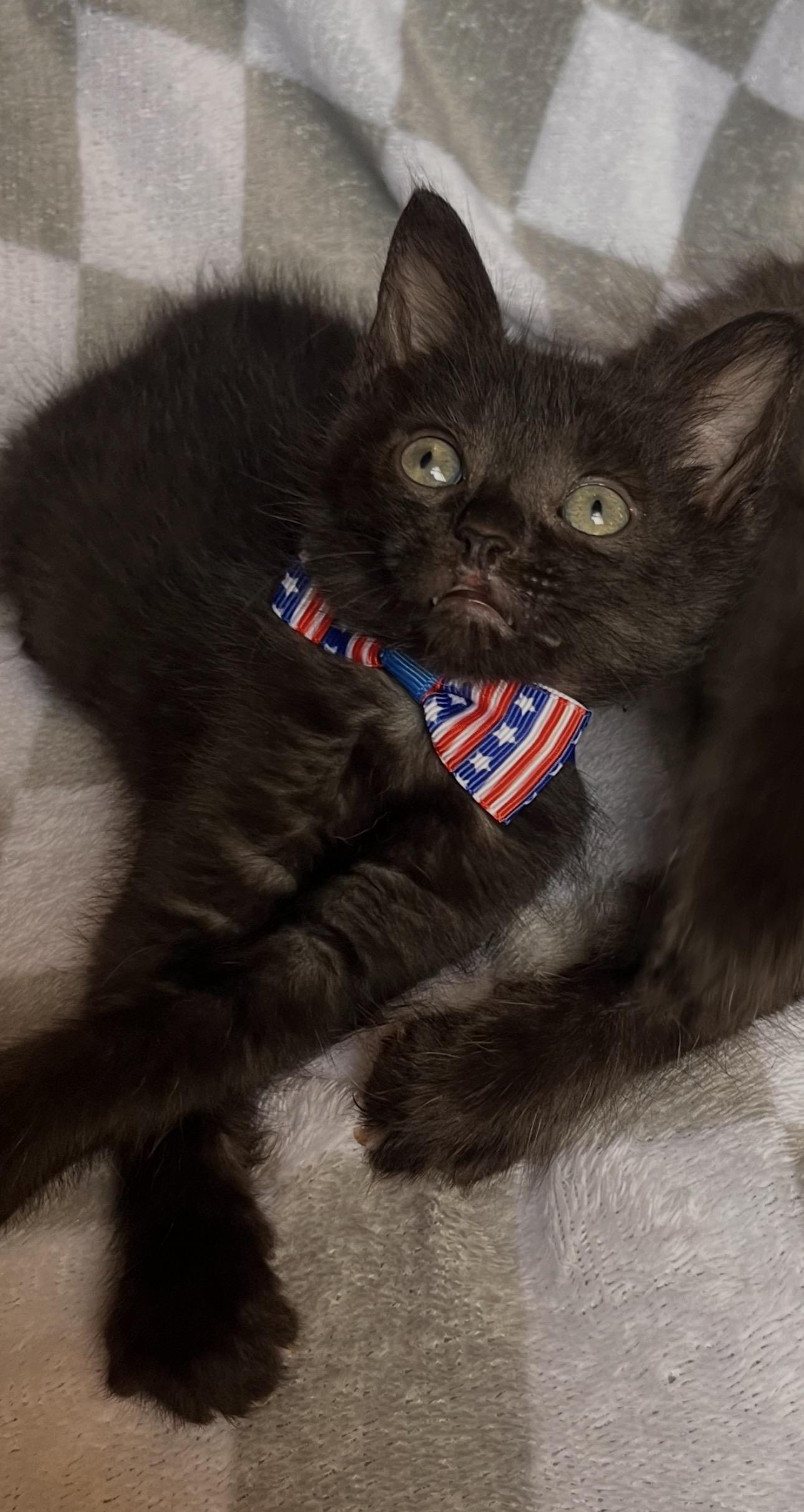 Bagel Bite & Mini Wheat, a ADOPTABLE Domestic Medium Hair in Youngstown, OH image 2/5