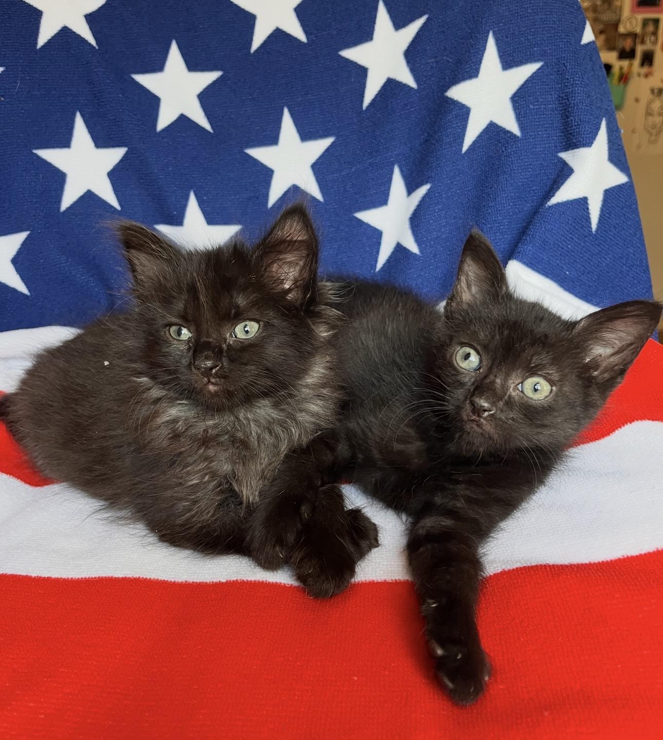 Bagel Bite & Mini Wheat, a ADOPTABLE Domestic Medium Hair in Youngstown, OH image 5/5
