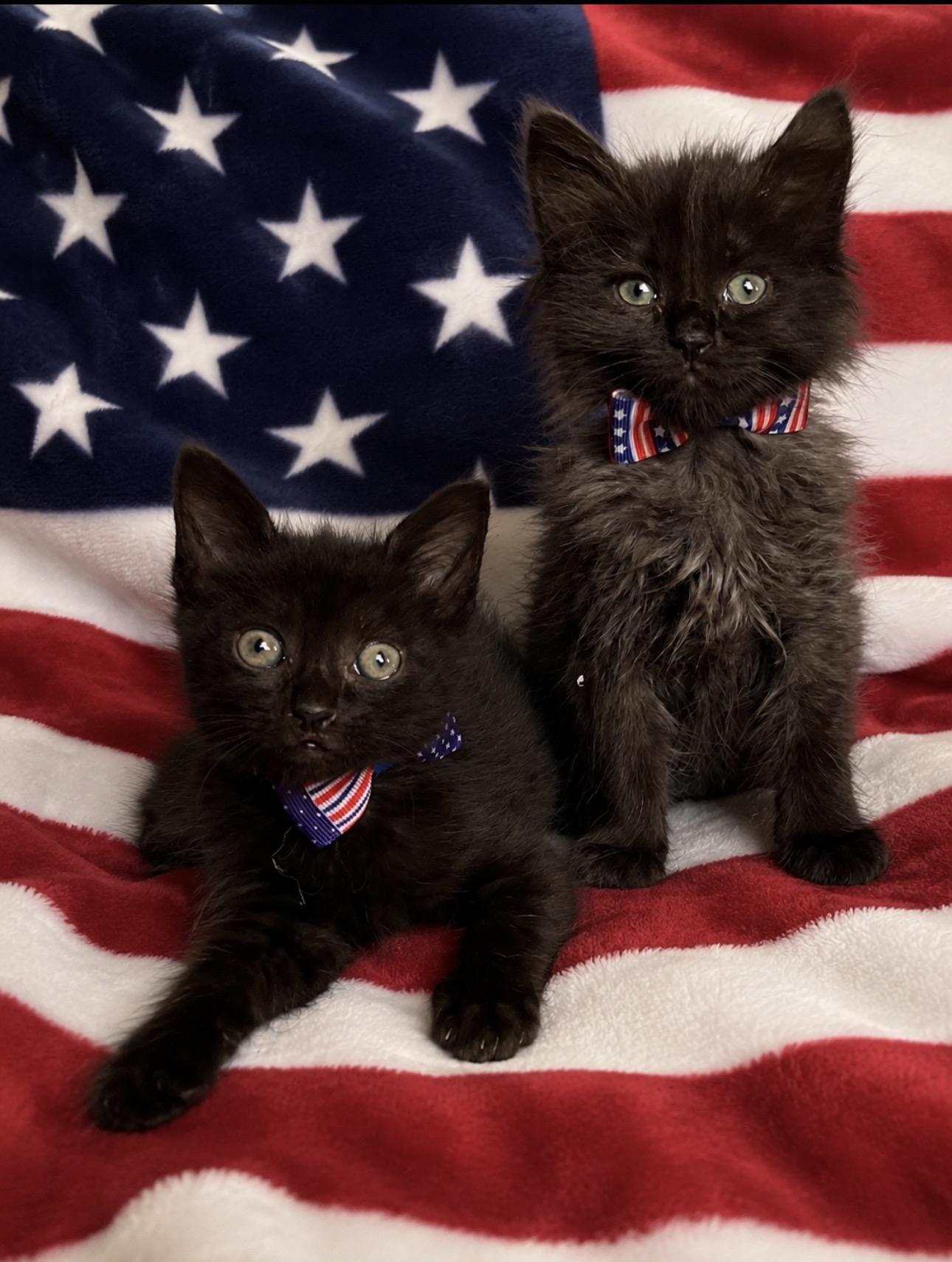 Bagel Bite & Mini Wheat, a ADOPTABLE Domestic Medium Hair in Youngstown, OH image 1/5