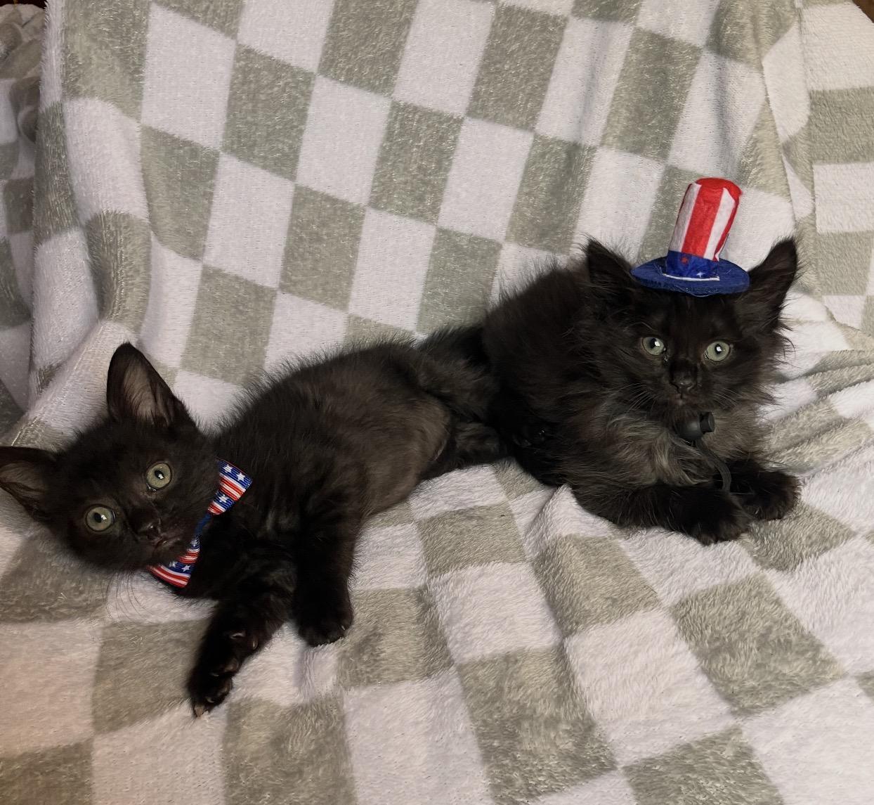 Bagel Bite & Mini Wheat, a ADOPTABLE Domestic Medium Hair in Youngstown, OH image 4/5