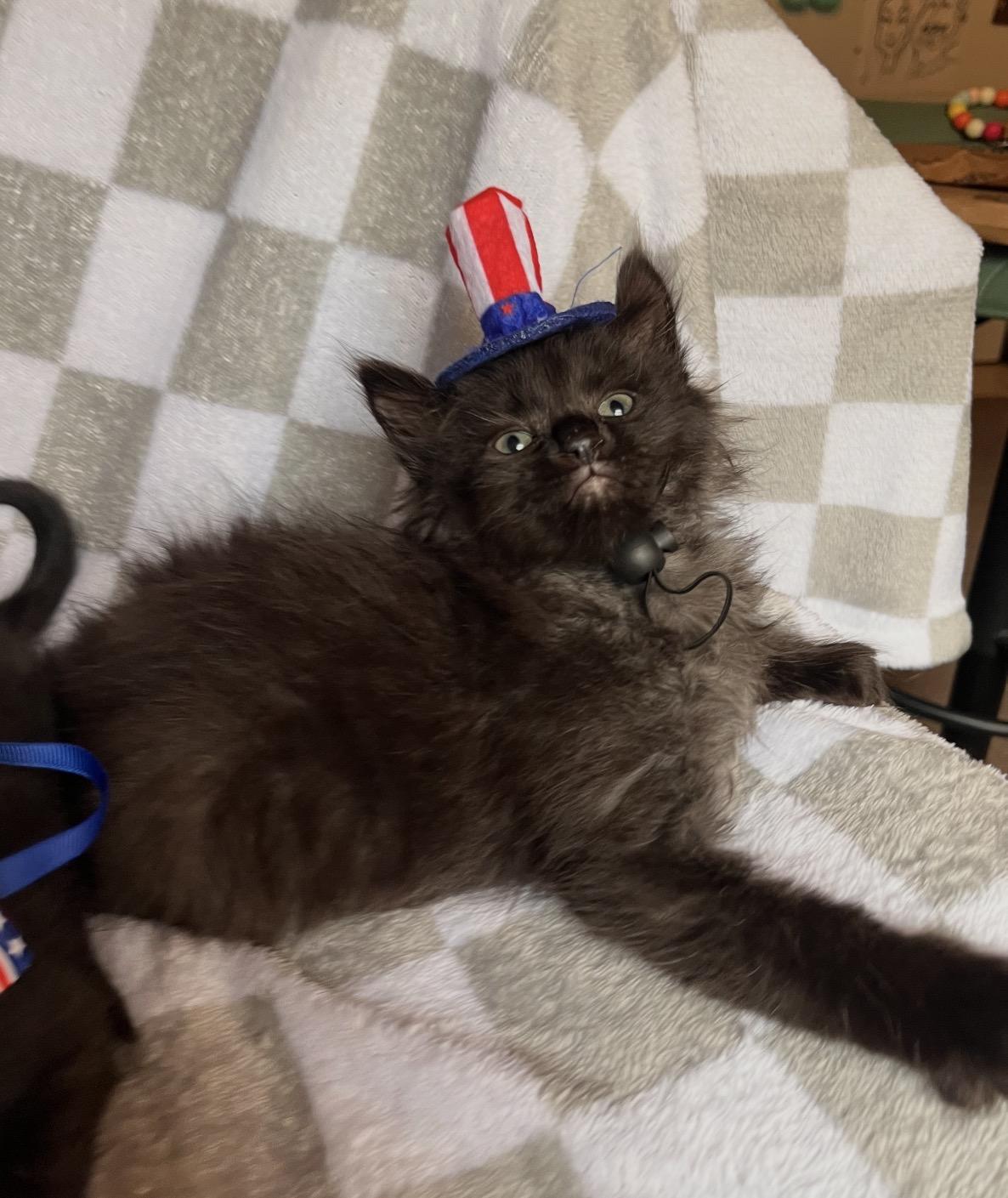 Bagel Bite & Mini Wheat, a ADOPTABLE Domestic Medium Hair in Youngstown, OH image 3/5