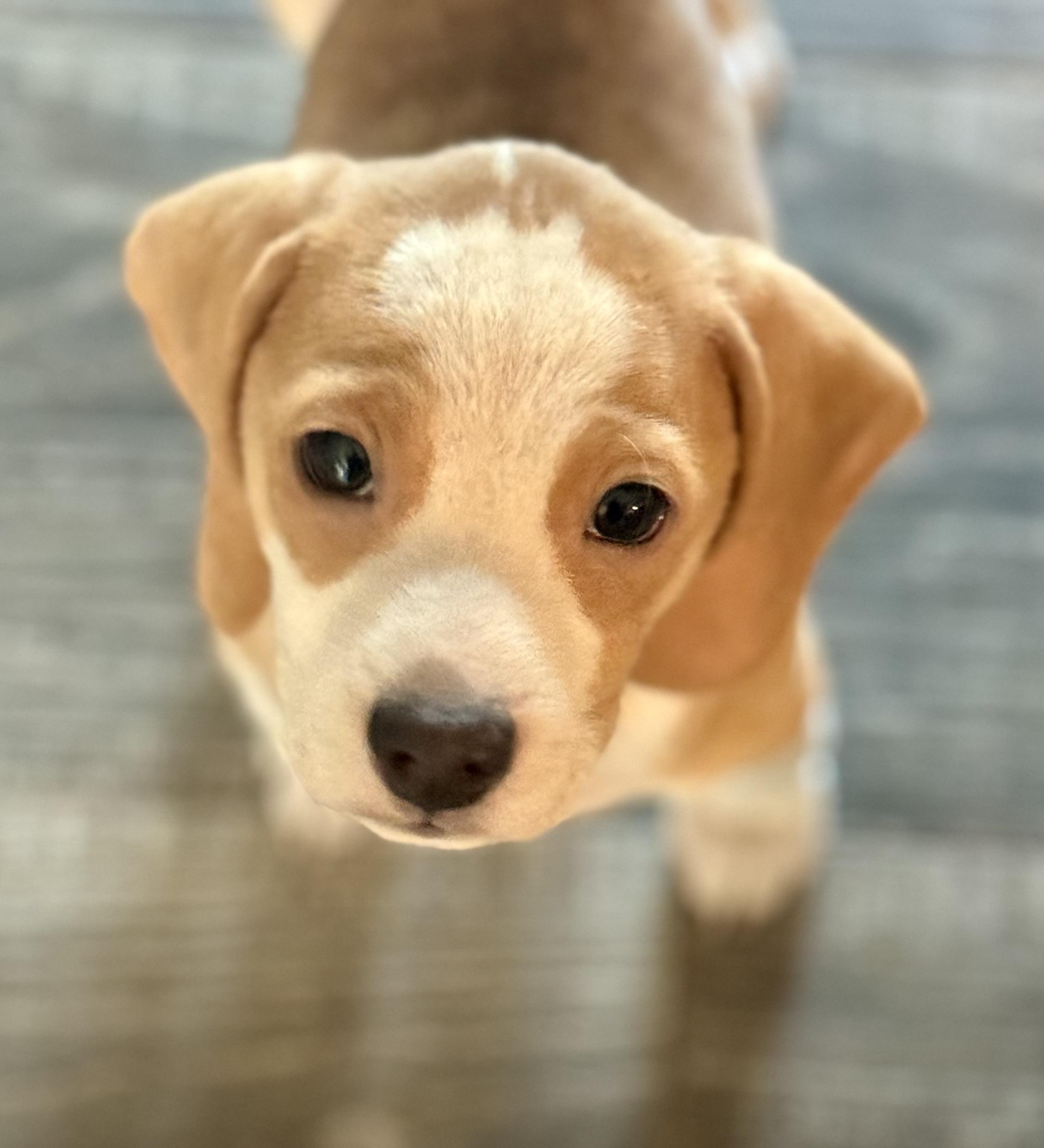 Reid, ADOPTABLE, Puppy Male Beagle.
