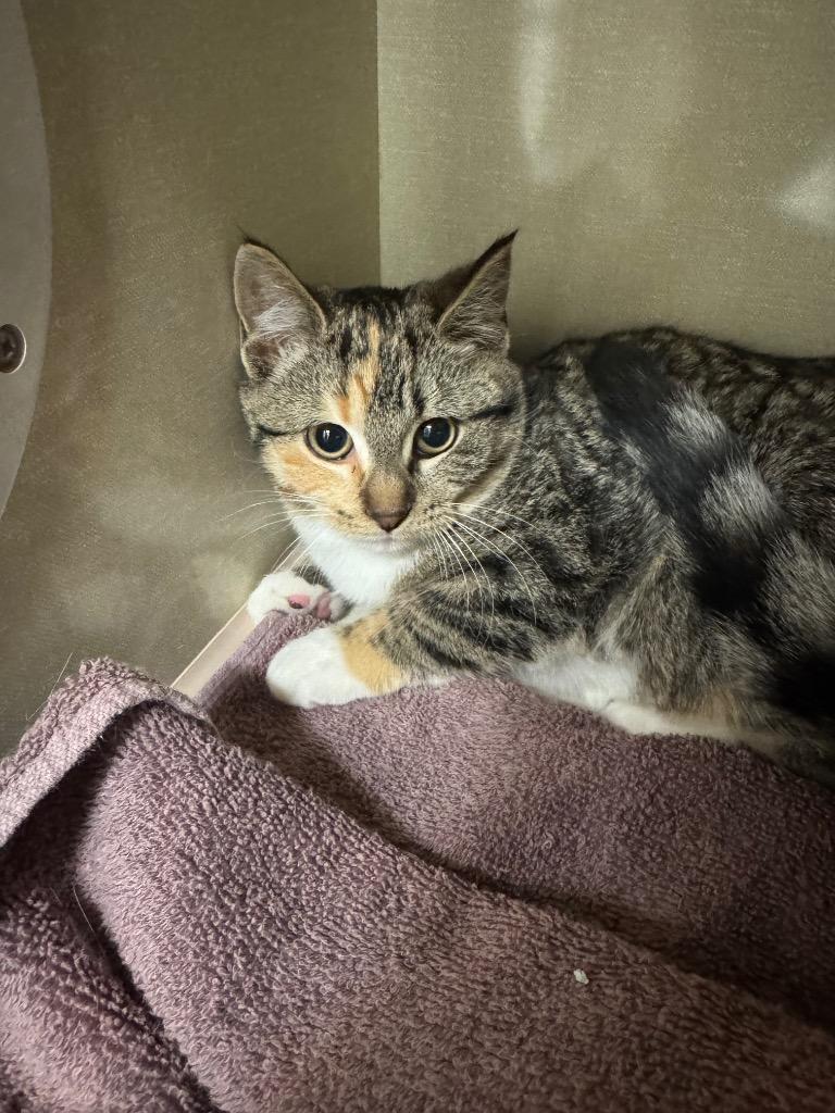 Sugar Cookie, Adoptable, Kitten Female Domestic Short Hair.