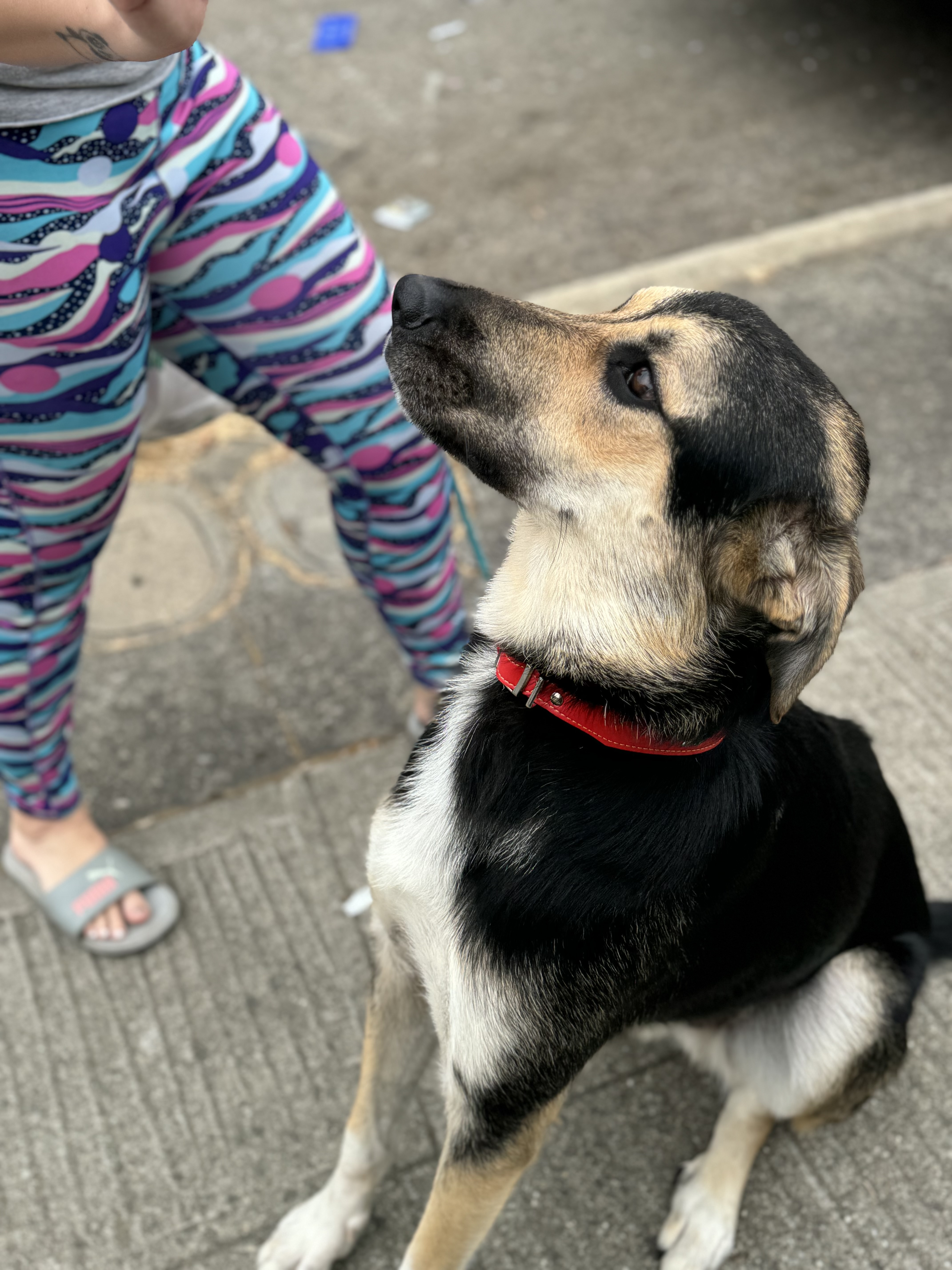 Jude, a Adoptable mixed breed in Hayward, CA image 2/6