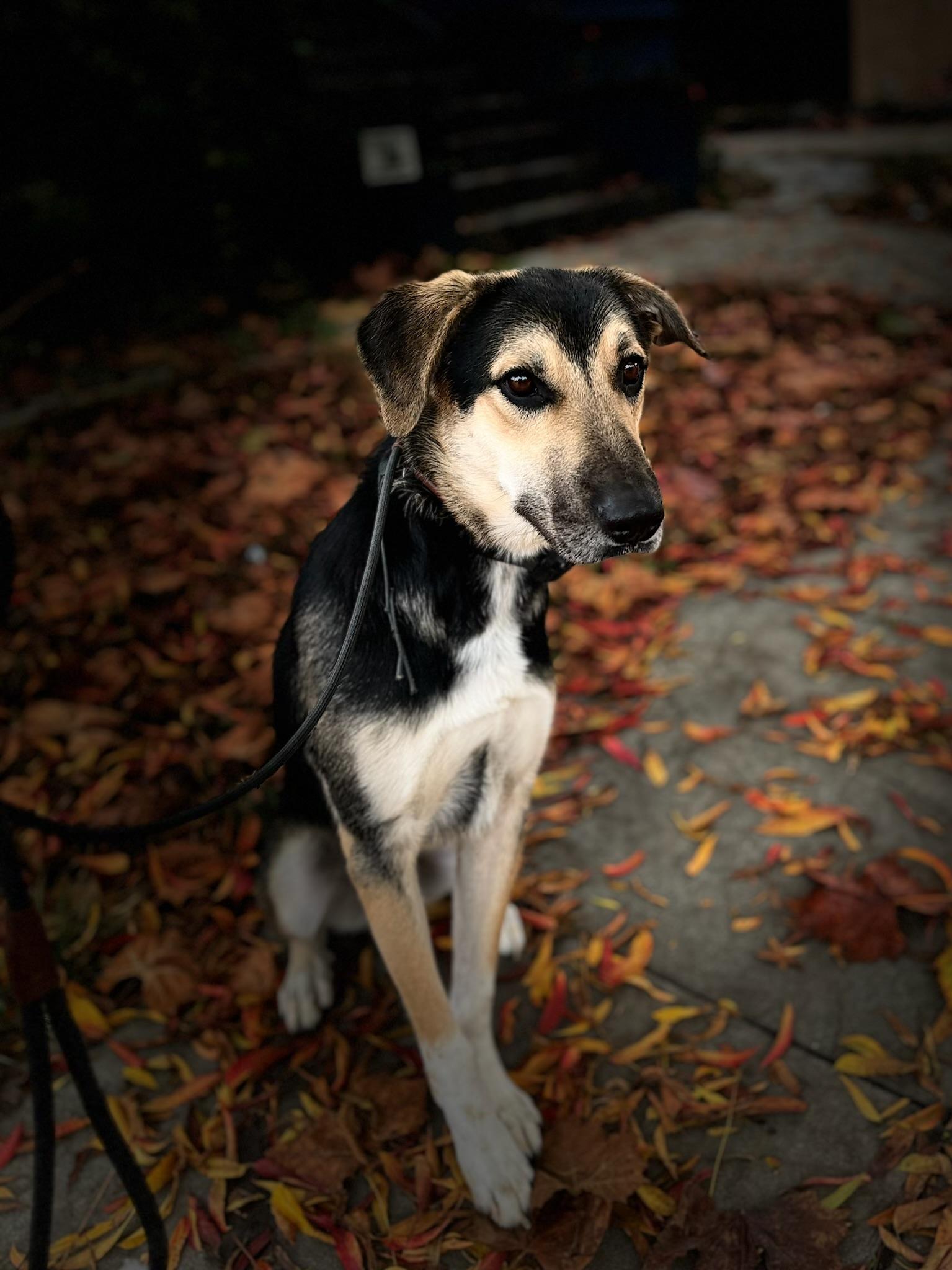 Jude, Young Male German Shepherd Dog