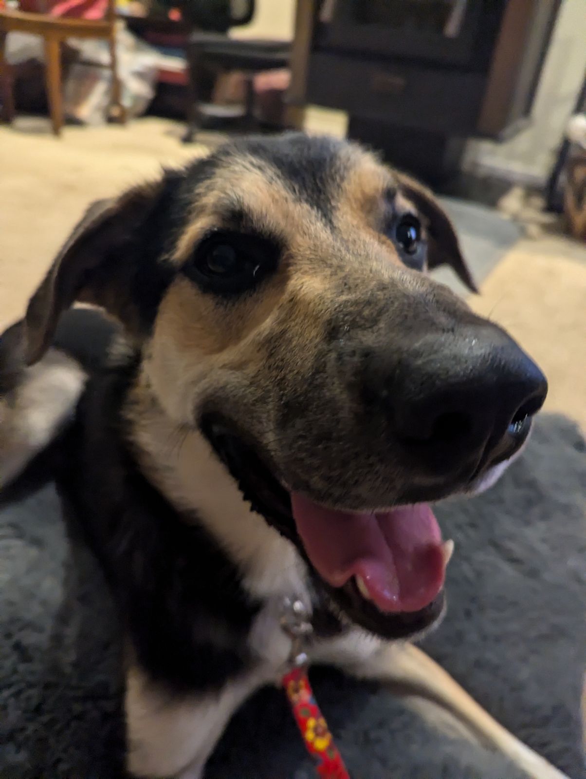 Jude, a Adoptable mixed breed in Hayward, CA image 3/6