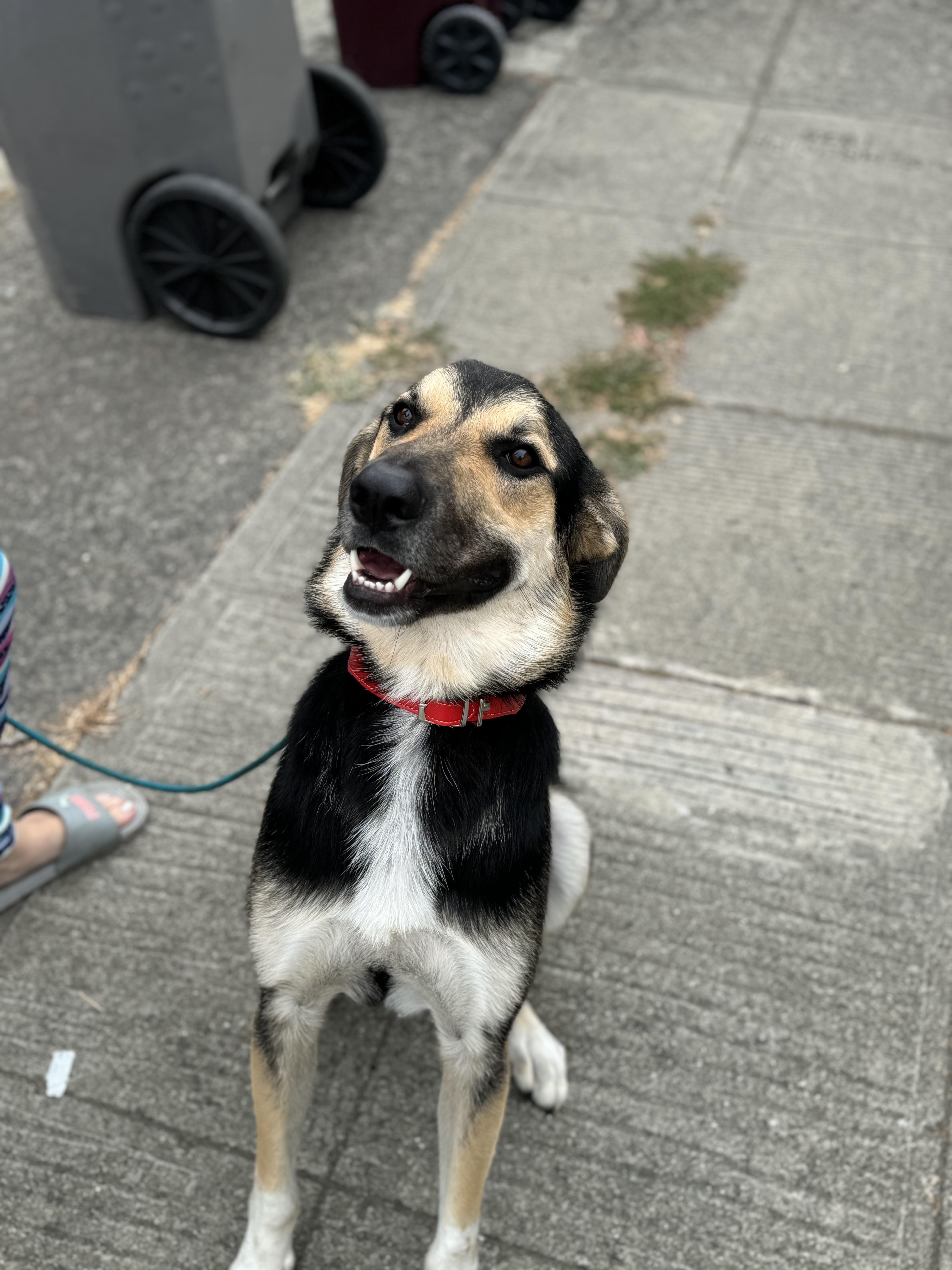 Jude, a Adoptable mixed breed in Hayward, CA image 4/6