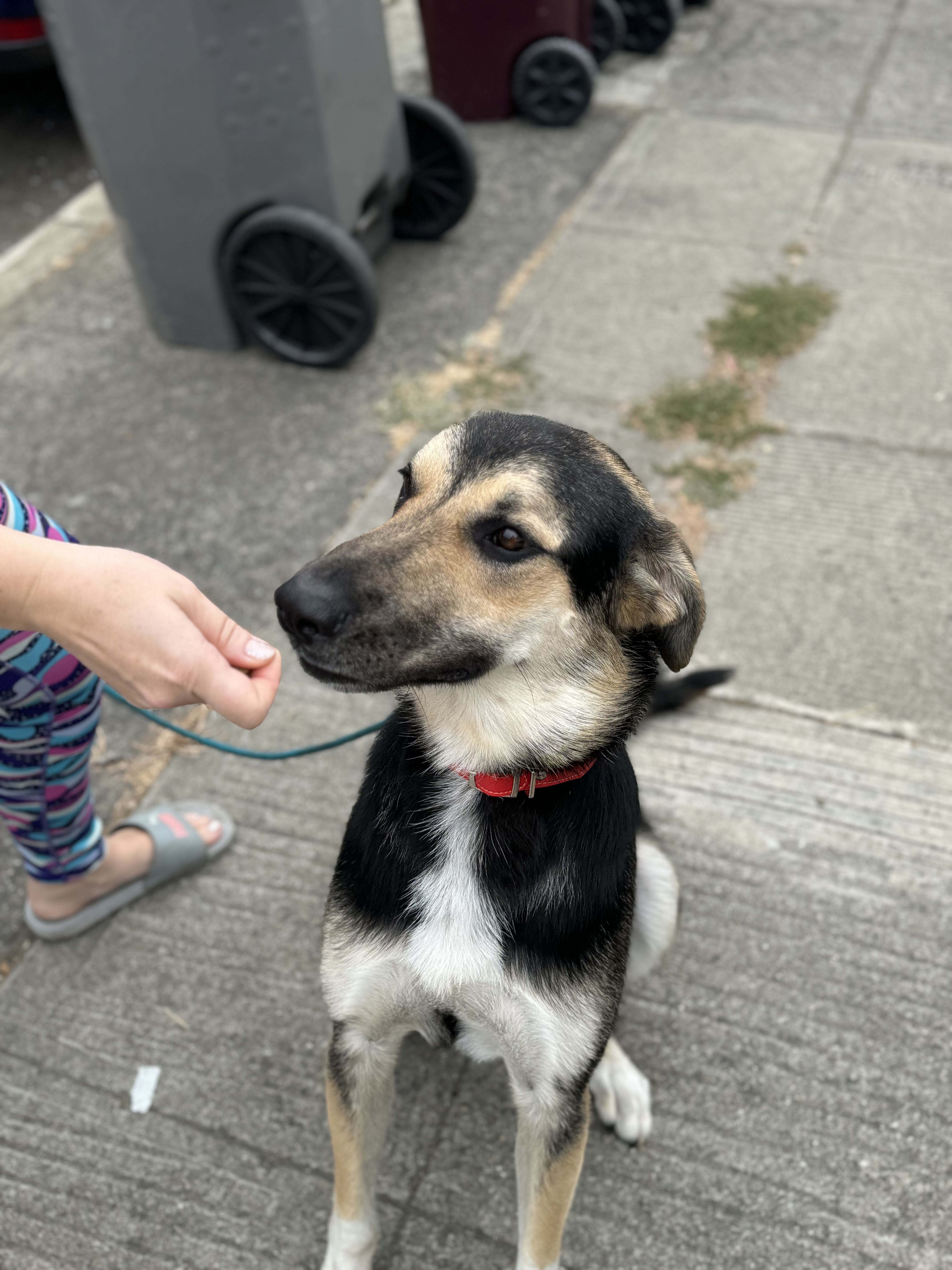 Jude, a Adoptable mixed breed in Hayward, CA image 5/6