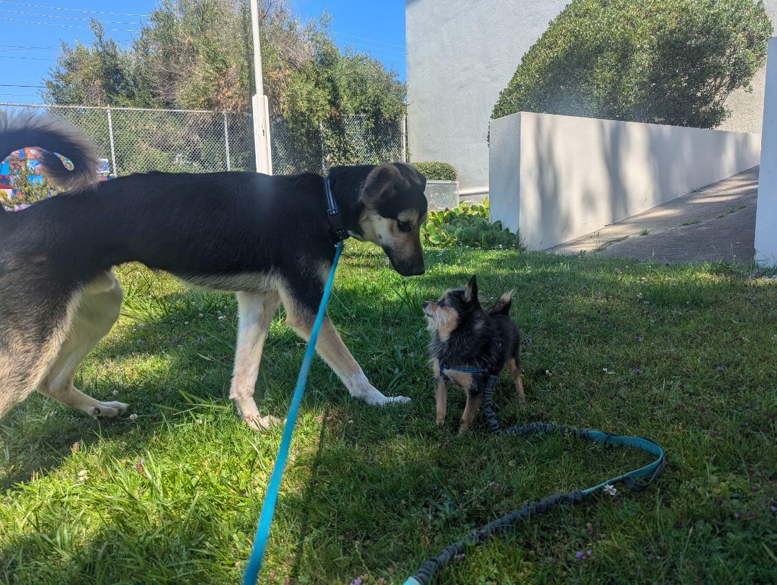 Jude, a Adoptable mixed breed in Hayward, CA image 6/6