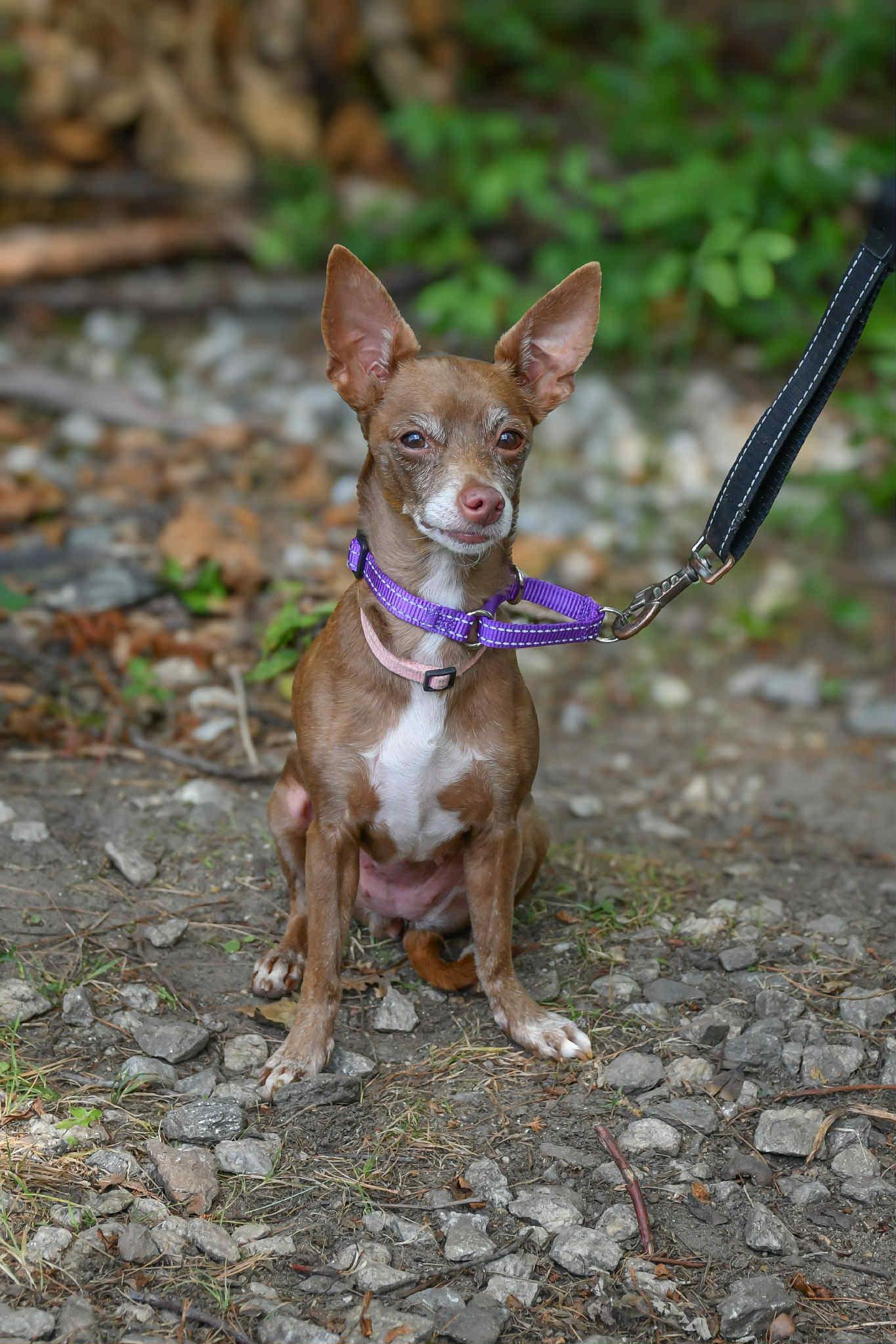 Meet Montana in NH! Come Meet our Adoptable Dogs Wednesday-Saturday. More info in Bio!