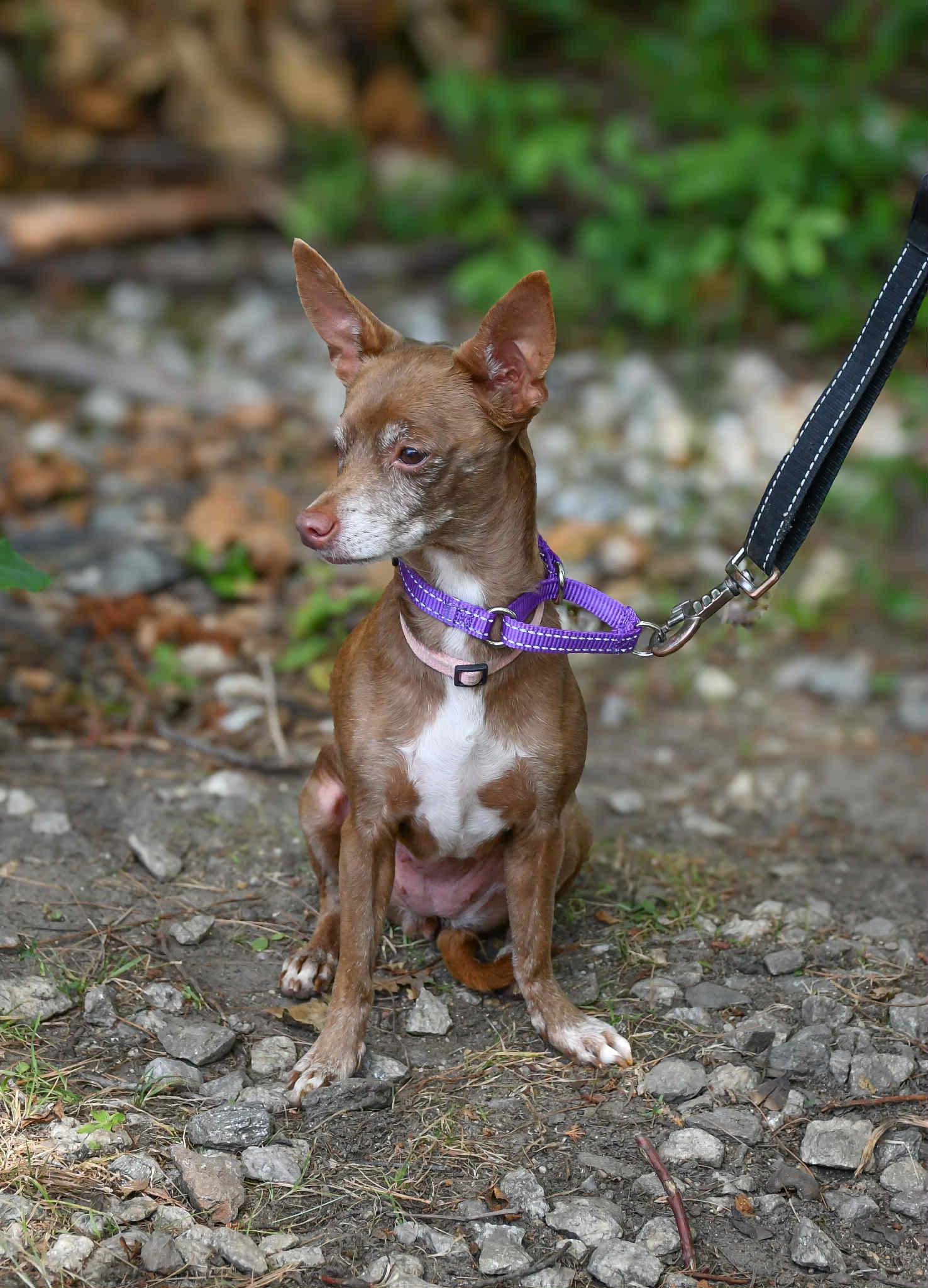 Meet Montana in NH! Come Meet our Adoptable Dogs Wednesday-Saturday. More info in Bio!