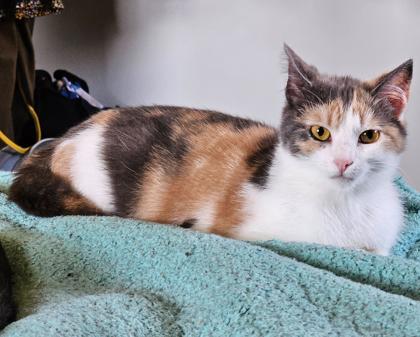 McEntire, a Adoptable mixed breed in Madison, WI image 2/3