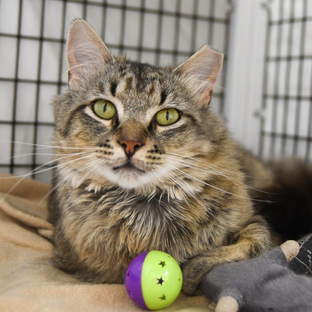 Mojave, Adoptable, Young Male Domestic Short Hair.