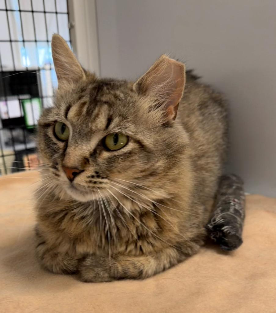Enlarge Mojave, a Adoptable mixed breed in Ewing, NJ image 2/6