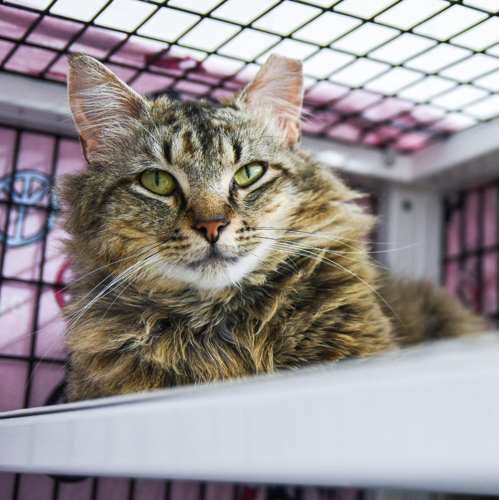 Enlarge Mojave, a Adoptable mixed breed in Ewing, NJ image 3/6