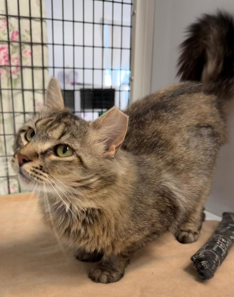Enlarge Mojave, a Adoptable mixed breed in Ewing, NJ image 4/6