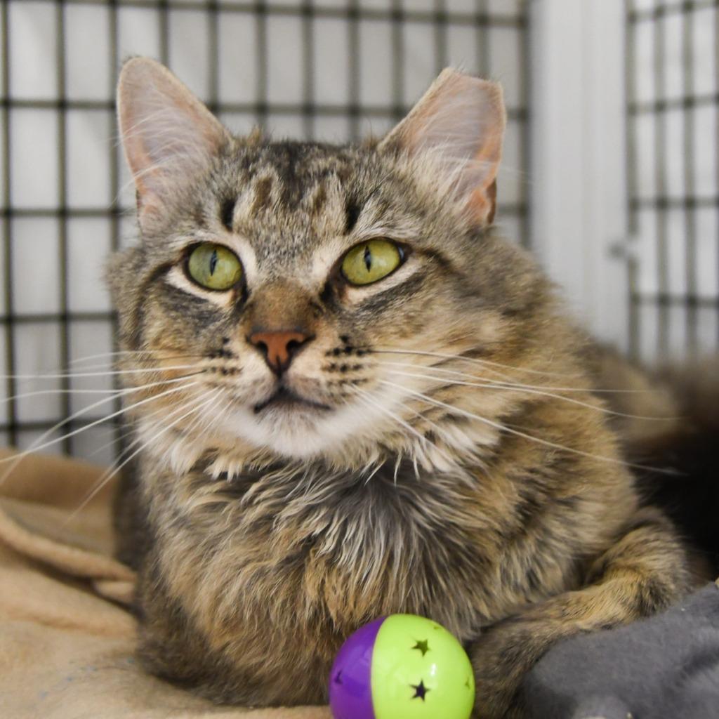 Enlarge Mojave, a Adoptable mixed breed in Ewing, NJ image 5/6