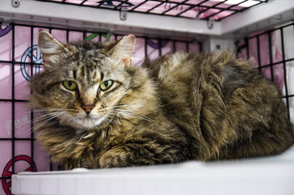 Enlarge Mojave, a Adoptable mixed breed in Ewing, NJ image 6/6