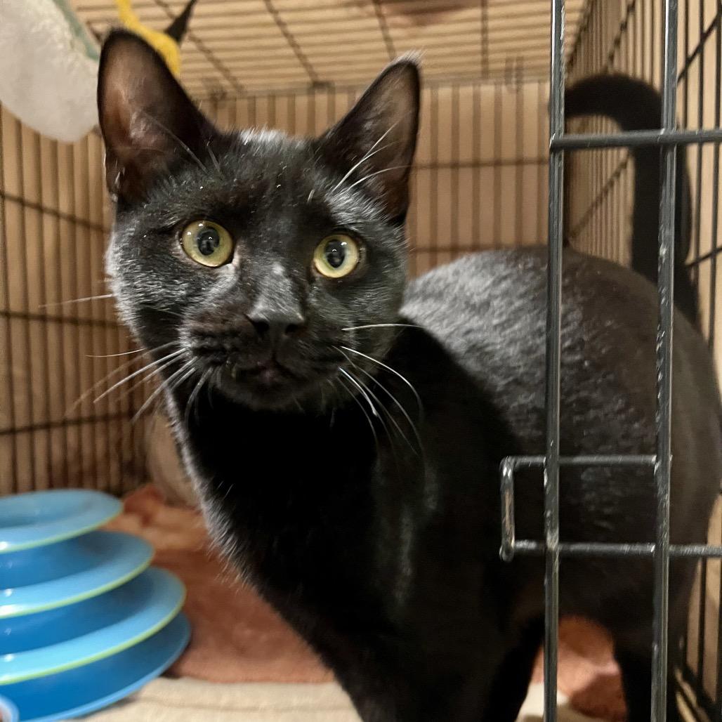 Jet, Adoptable, Young Male Domestic Short Hair.