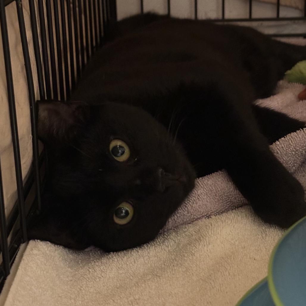 Enlarge Jet, a Adoptable Domestic Short Hair in Mount Laurel, NJ image 2/2