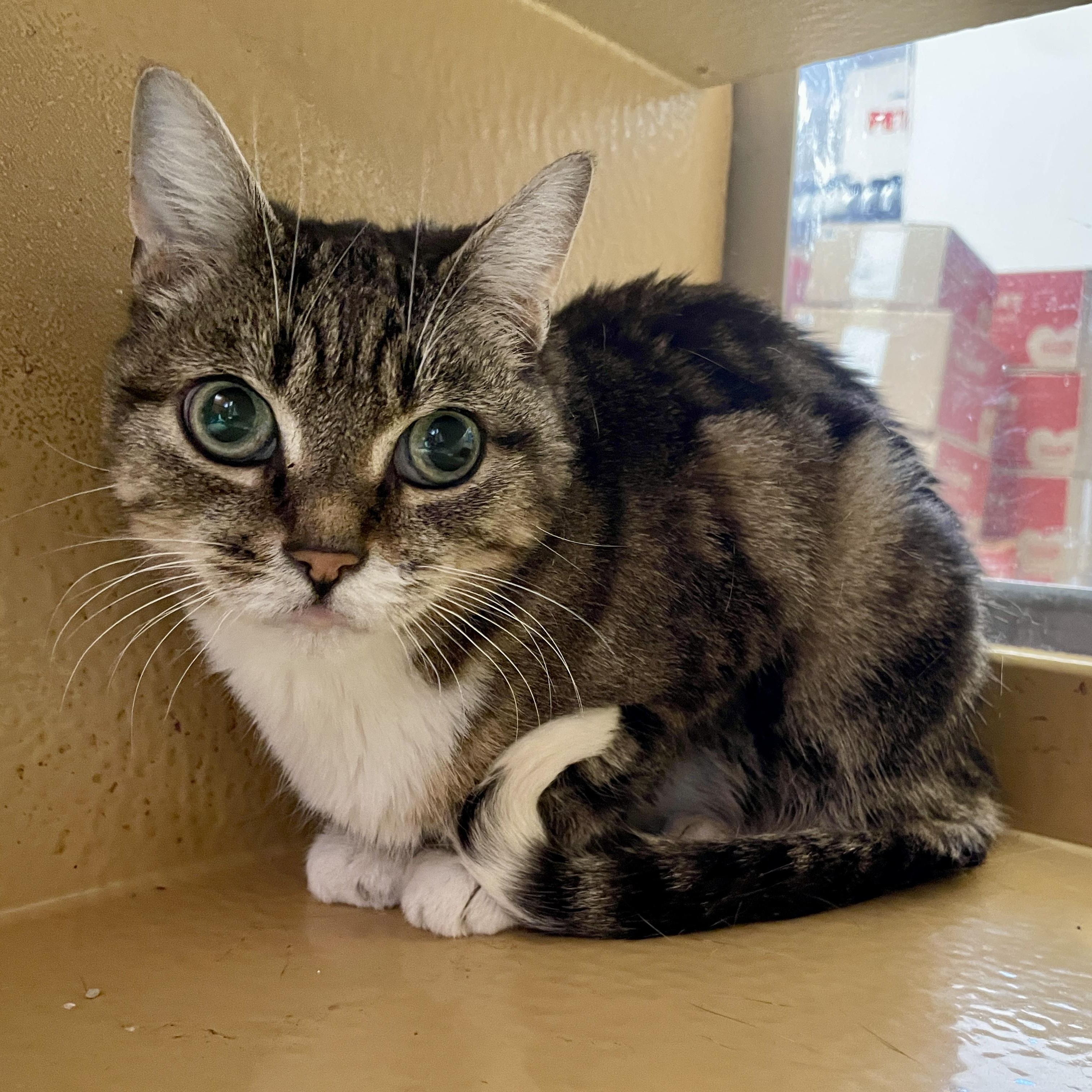 Enlarge Eva, a Adopted Domestic Short Hair in Scarborough, ON image 1/4