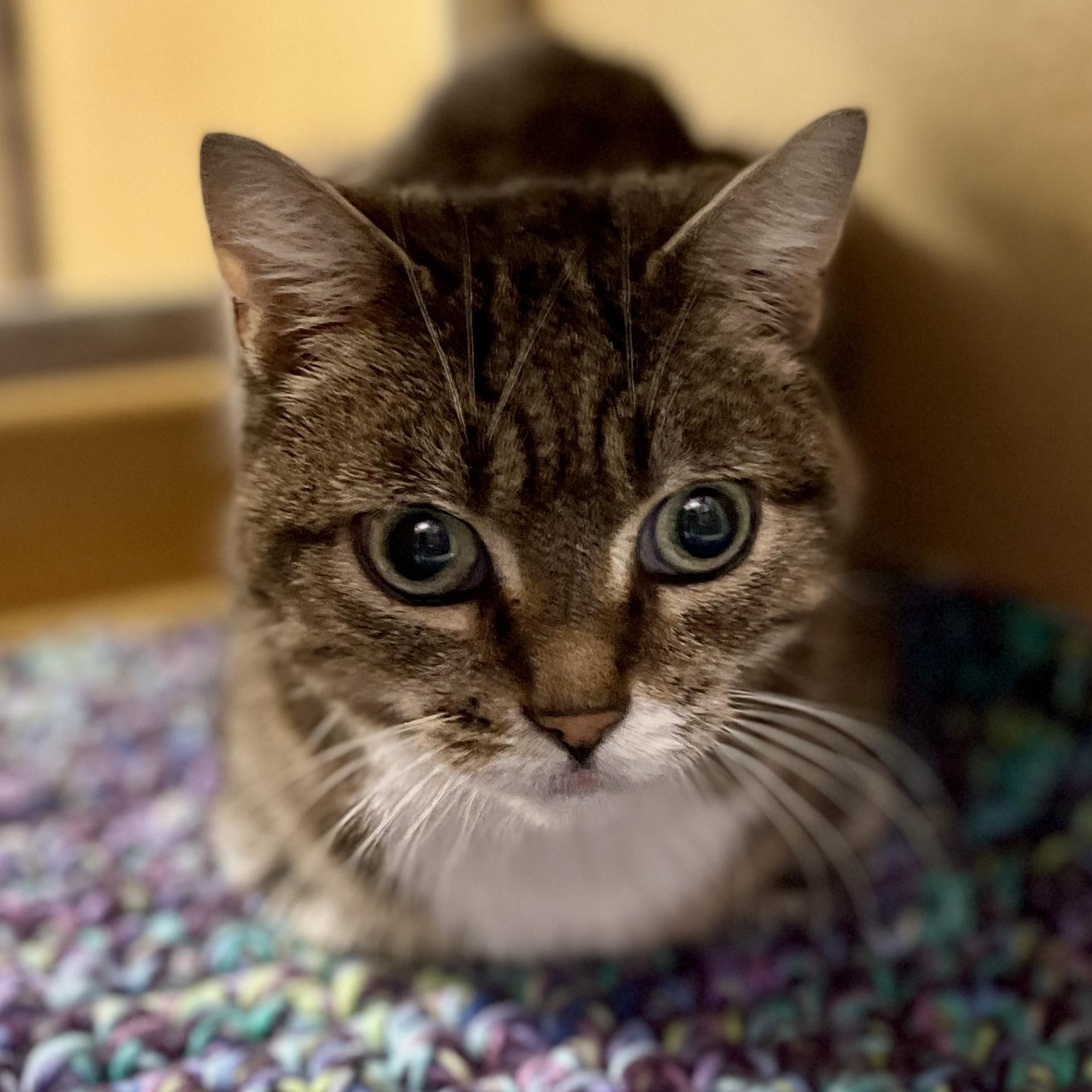 Enlarge Eva, a Adopted Domestic Short Hair in Scarborough, ON image 2/4