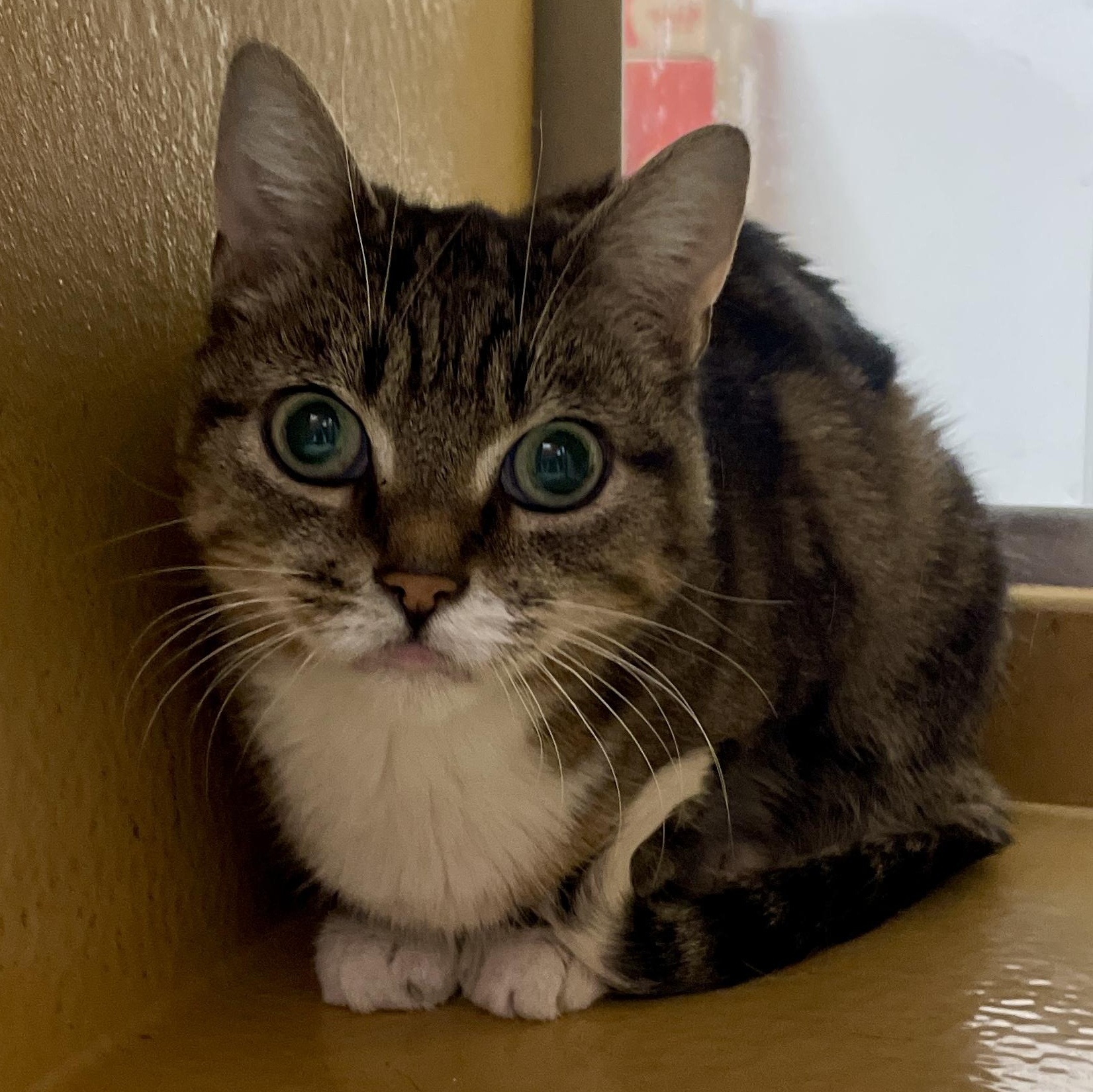Enlarge Eva, a Adopted Domestic Short Hair in Scarborough, ON image 3/4